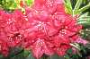 Die sch&ouml;nsten Rhododendronparks in Deutschland
