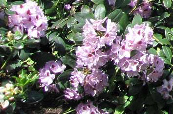 Bl&uuml;hendes Rhododendron