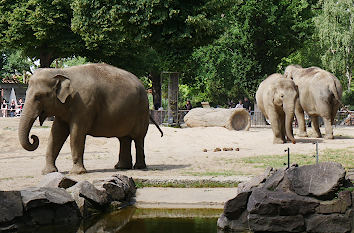 Elefanten im Zoologischen Garten Berlin