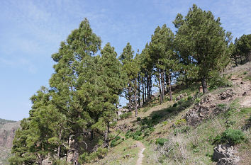 Wanderweg am Cruz de Tejeda auf Gran Canaria