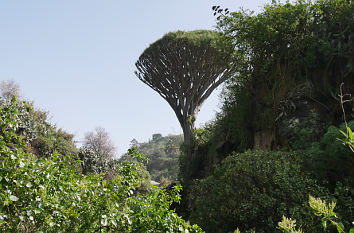 Drachenbaum Drago de Pino Santo auf Gran Canaria