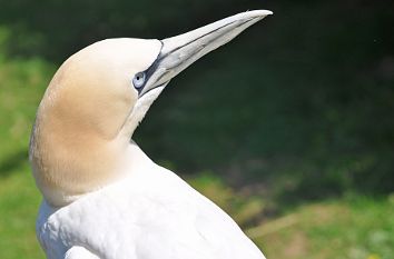 Vogelpark Marlow: Nahaufnahme Vogel