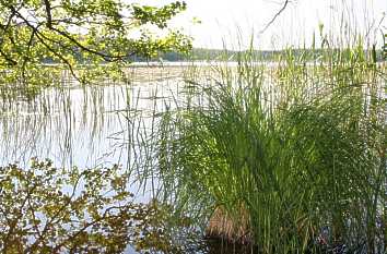 Pristerb&auml;ker See im Nationalpark M&uuml;ritz