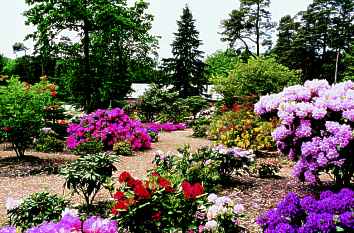 Rhododendronpark Ammerland