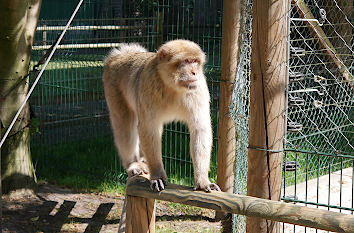 Ausgebüchster Affe im Zoo von Osterholz-Scharmbeck