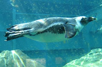 Henrys Underwaterworld im Zoo Hannover