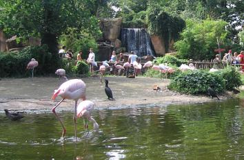 Afrikanische Sümpfe im Zoo Hannover