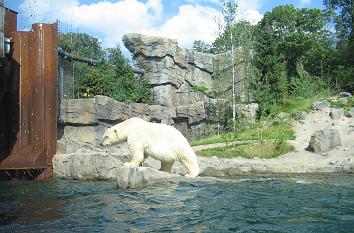 Eisbär in der Yukon Bay im Zoo Hannover