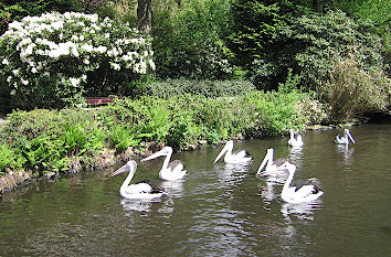 Pelikane im Vogelpark Walsrode