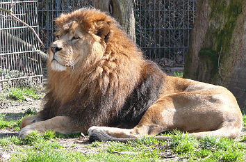Löwe im Dortmunder Zoo