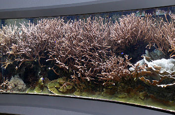 Korallen im Aquazoo-Löbbecke Museum Düsseldorf