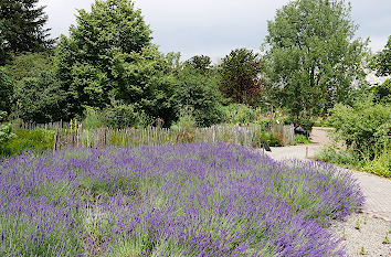 Lavendel Botanischer Garten Düsseldorf