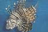 www.schauaquarium-nautiland.de
