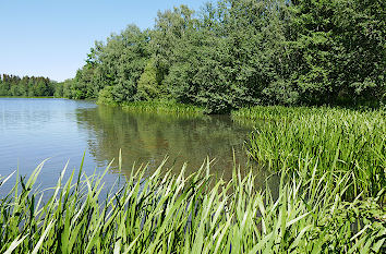 Schilflandschaft am Alten Teich