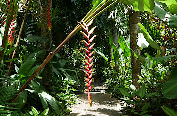 Botanischer Garten Cairns