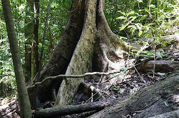 Regenwald am Mount Whitfield Cairns