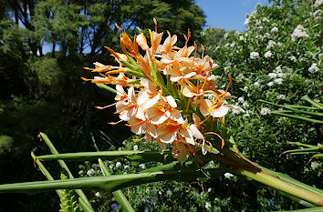 Botanischer Garten in Auckland