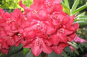 Rhododendron in Kromlau