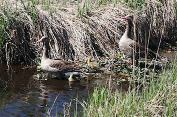 Gänsefamilie im Pfrunger Ried