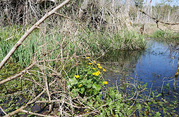 Dotterblume im Pfrunger-Burgweiler Ried