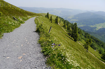 Wanderweg mit Aussicht auf dem Belchen