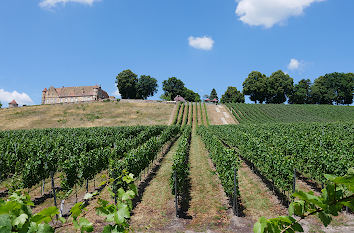 Weinberg und Blick zur Burg Stettenfels