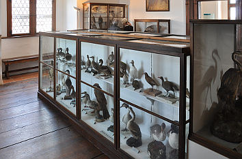 Vogelsammlung Museum Burg Waldburg