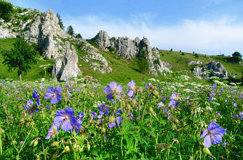 Blumenwiese Eselsburger Tal