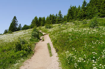 Wanderweg auf dem Feldberg