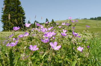 Wildblumen am Feldberg