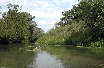 Taubergießen: Altarm des Rheins