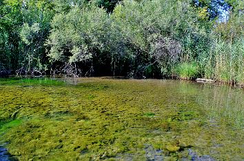 Wasserlandschaft im Naturschutzgebiet Taubergießen