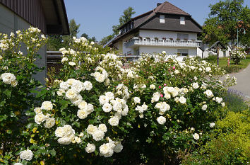 Rosen am Buckwiesenweg in Nöggenschwiel