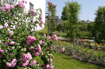 Rosenpracht im Rosengarten Nöggenschwiel