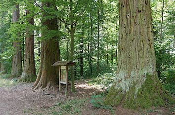 Sequoias am Rundwanderweg Schelmenklinge Sequoias am Rundwanderweg Schelmenklinge