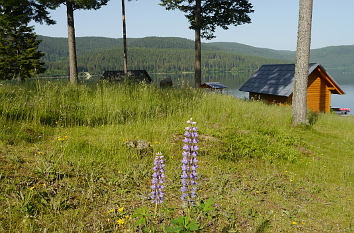 Am Schluchsee im Schwarzwald