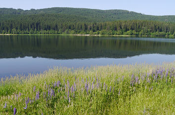 Natur am Schluchsee