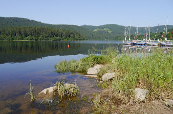 Seeufer am Schluchsee