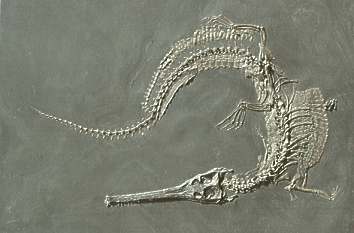 Fossil im Urwelt-Museum Hauff