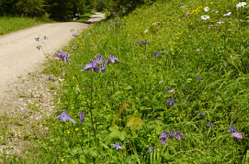 Blumen am Wegesrand