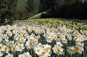 Narzissen Blumeninsel Mainau