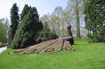 Blumenpfau Insel Mainau