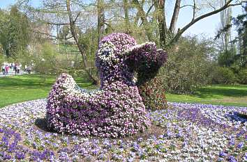 Blumenenten Insel Mainau