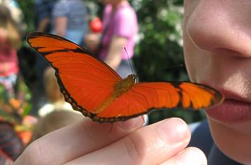 Schmetterlingsgarten Insel Mainau