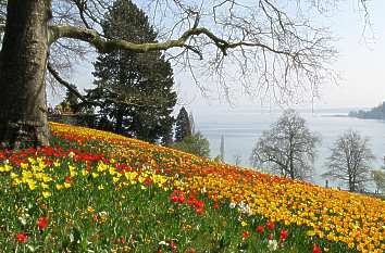 Frühlingsallee Insel Mainau