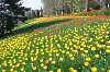 Tulpen auf Mainau