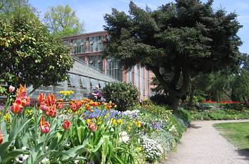 Frühblüher im Botanischen Garten Karlsruhe