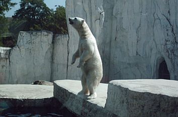 Eisbär Zoologischer Stadtgarten Karlsruhe