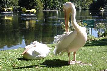 Pelikane im Luisenpark Mannheim