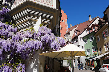 Blauregen in Meersburg